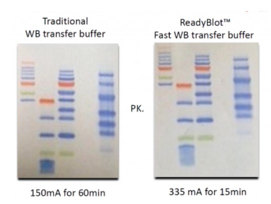 ReadyBlotFast 10x Western Transfer Buffer